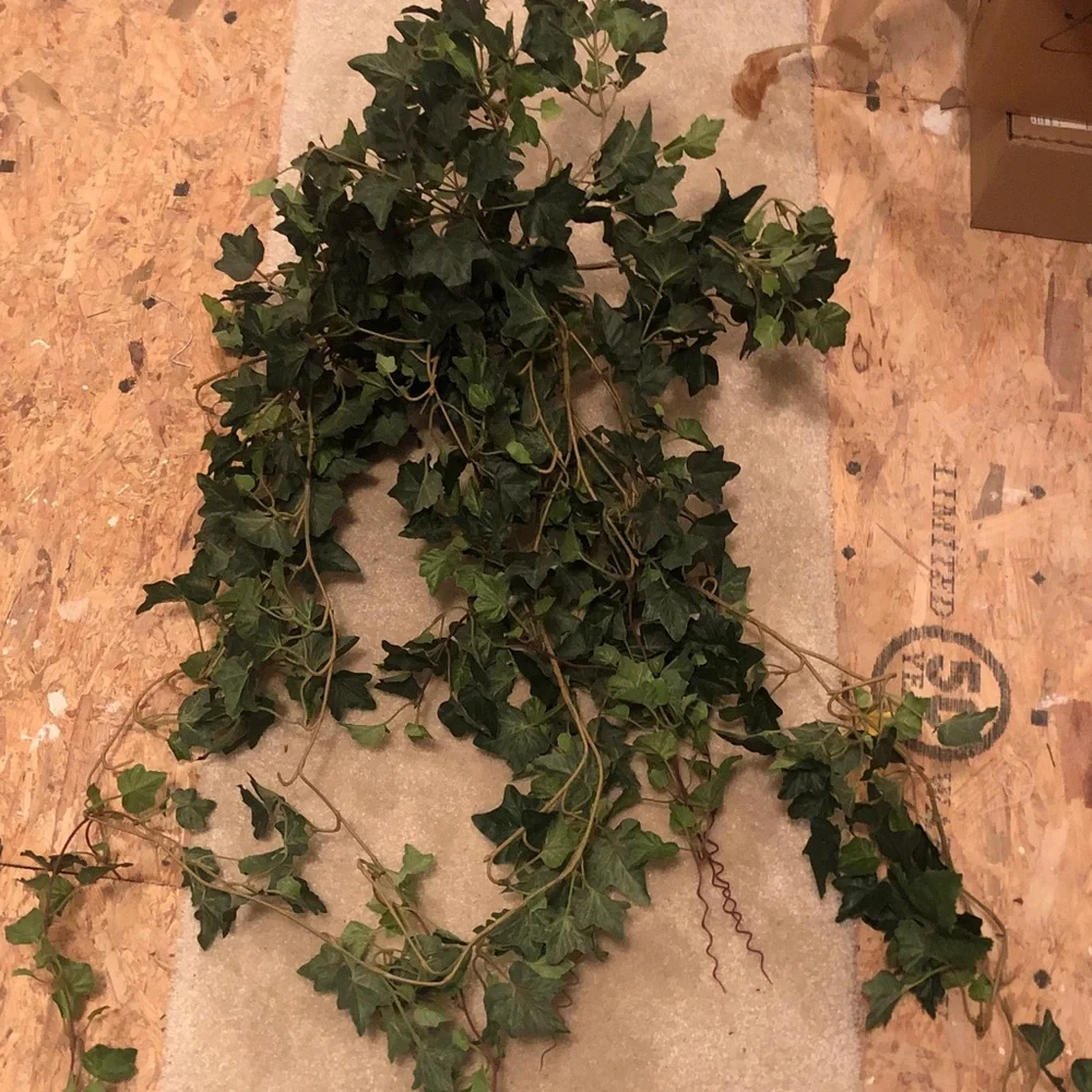 Training faux ivy